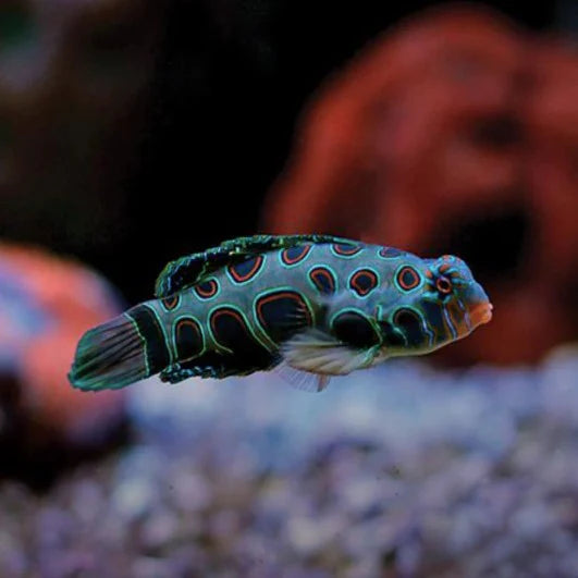 Goby Mandarim Spotted