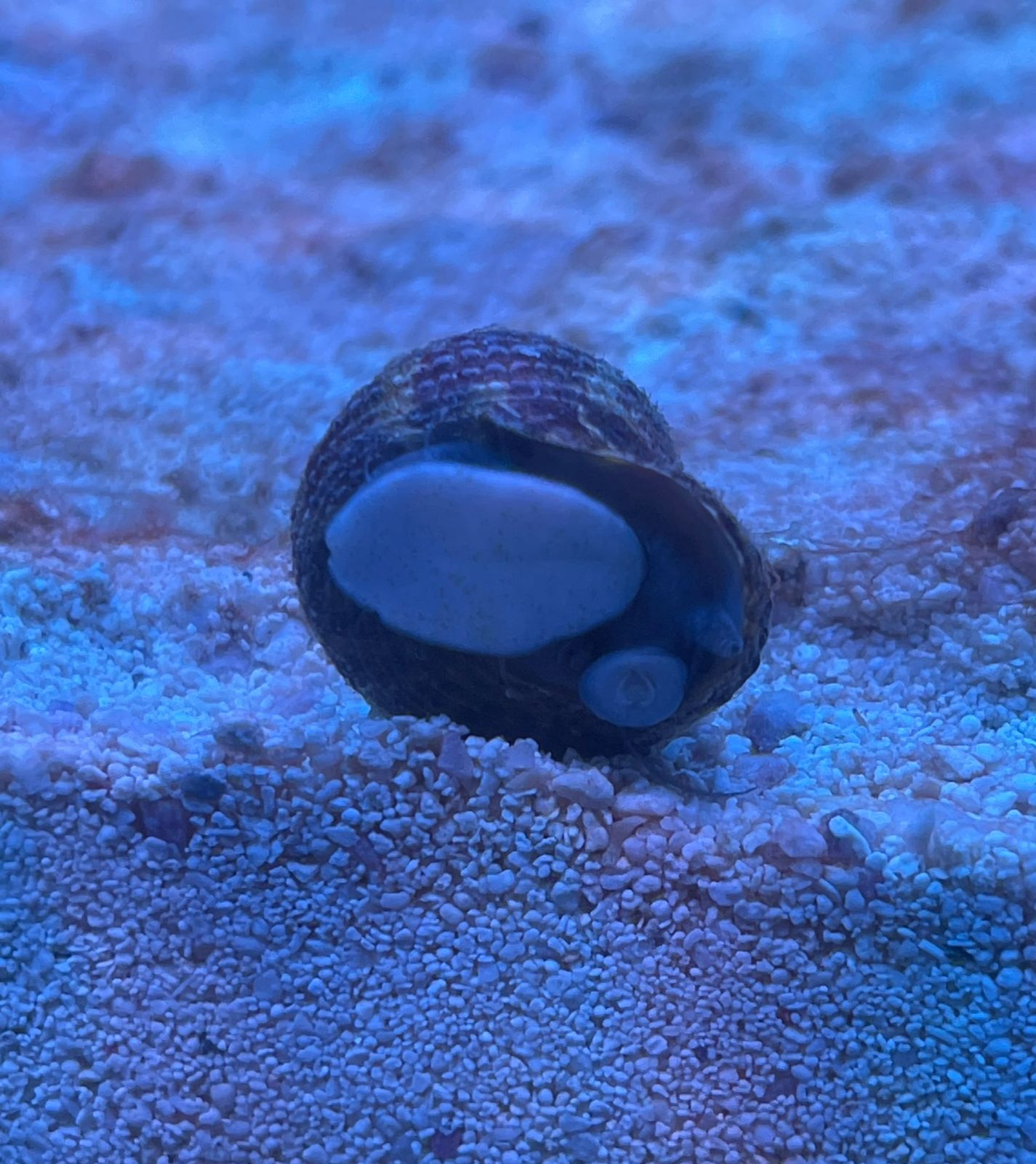 Turbo Snail
