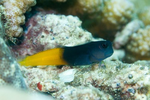 Blênio Bicolor