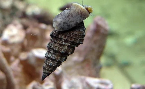 Nish Snail
