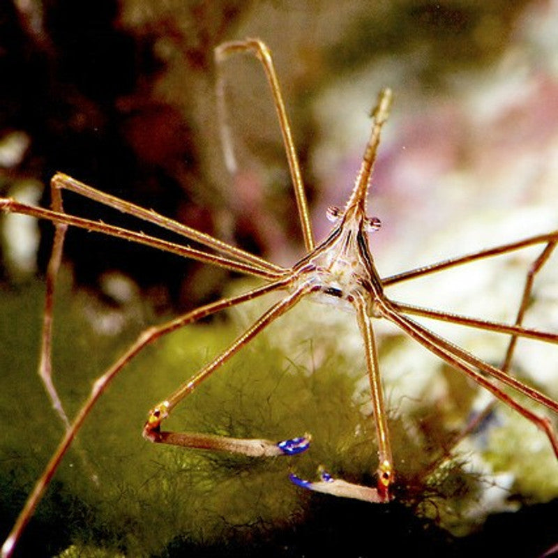 Caranguejo Aranha