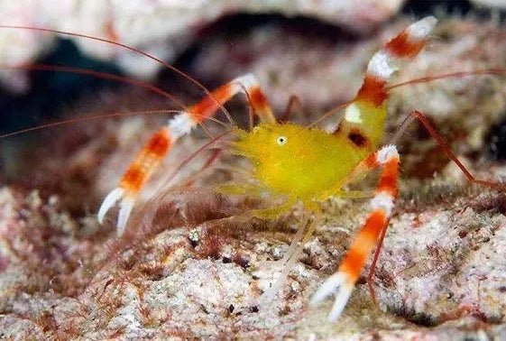 Stenopus Gold